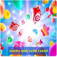 coelho mini satin rabbit